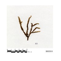 藏品(分瓣合葉蘚)的圖片